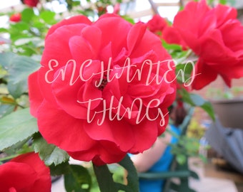 Red Flower