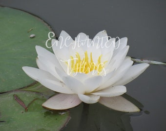 White Water Lily