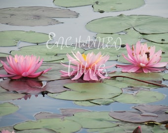 Pink Water Lilies