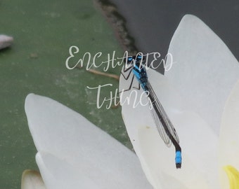 Blue Dragonfly on White Water Lily