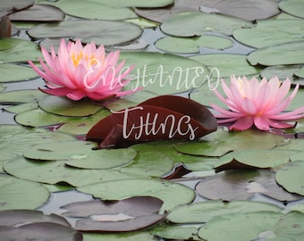 Pink Water Lilies