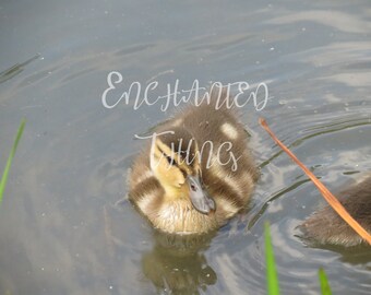 Baby Duck