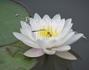 White Water Lily with Blue Dragonfly & Bee