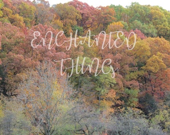 Fall Leaves on Trees