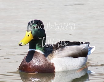 Duck on the Water