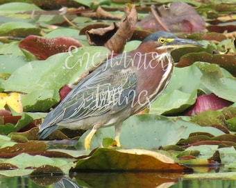 Green Herring / Green Heron on Lily Pads