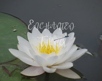 White Water Lily with Blue Dragonfly