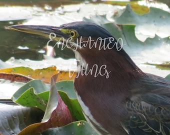 Green Herring / Green Heron