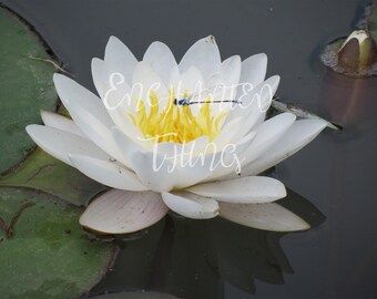 White Water Lily with Blue Dragonfly