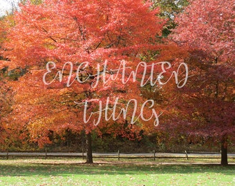 Fall Leaves on Trees