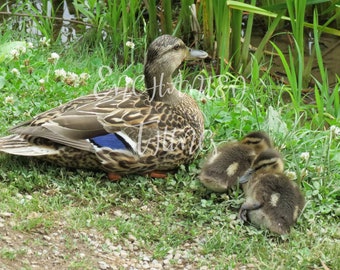 Mom and Baby ducks
