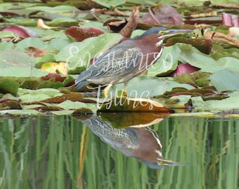 Green Herring / Green Heron