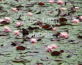 Pink Water Lily