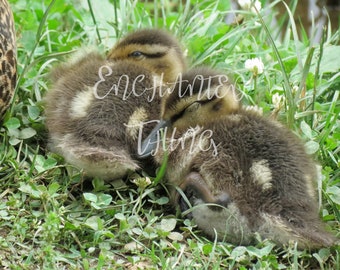 Baby Ducks
