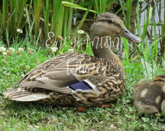 Mom and Baby ducks