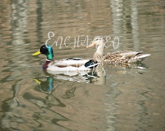 Ducks on the Water