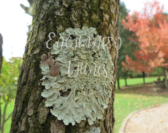 Lichen on a Tree