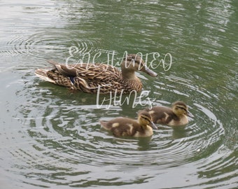 Mom and Baby ducks