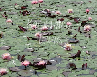 Pink Water Lily