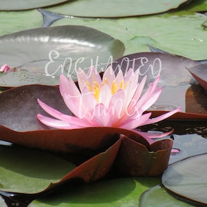 Giglio d'acqua rosa