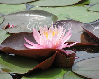 Pink Water Lily