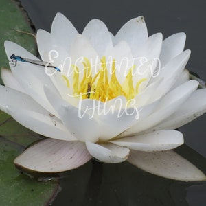 White Water Lily with Blue Dragonfly & Bee