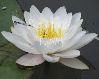 White Water Lily with Blue Dragonfly & Bee
