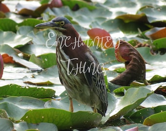 Green Herring / Green Heron