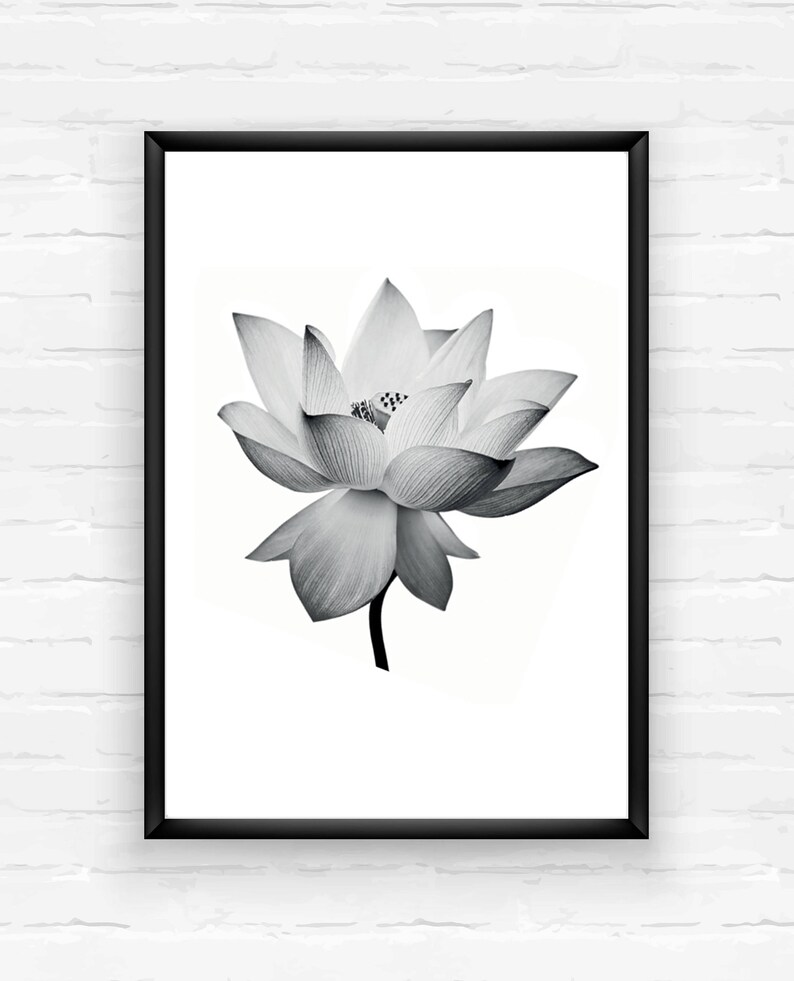 Lotus Flower Print Set Lotus Photography Three Lotus | Etsy