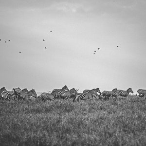 Zebras running in the plains of the Masai Mara