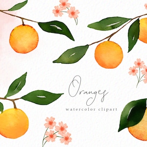 Orange clipart - Watercolor oranges - fruit clip art - spring clip art - summer clip art watercolor fruit - instant download - Commercial