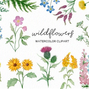 Wildflower clipart, botanical hand drawn watercolor floral png files, spring wildflower illustrations for wedding, decor