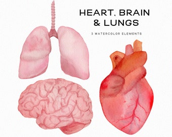 Handpainted Watercolor Anatomy Clipart – Heart, Lungs, Brain (Digital Download)