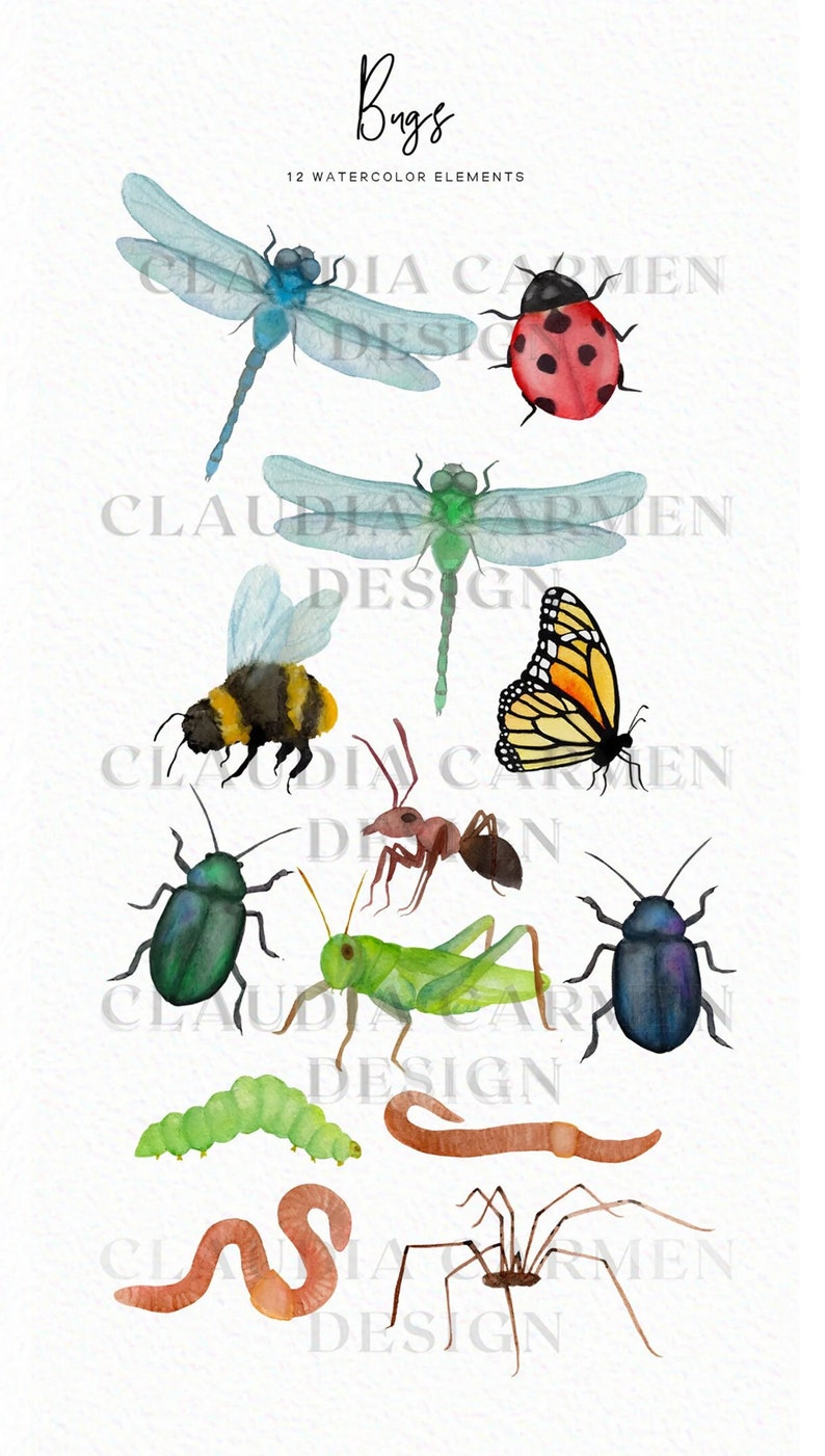 Watercolor Bugs Watercolor insects spider butterfly clipart spring clipart animal clipart nature clipart download Commercial image 2