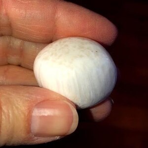 May include: A white, round, smooth stone with a slightly textured surface.