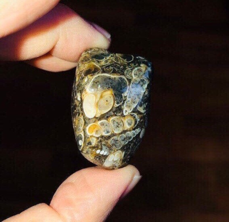 May include: A close-up of a smooth, polished agate stone with a unique pattern of brown, white, and black swirls and markings.