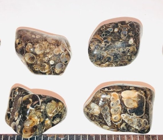 Turritella Agate, Lightly Tumbled, S M L XL, Fossil Agate Stone, USA Sourced, Reiki Blessed, Earth Connection Grounding Crystal, Root Chakra