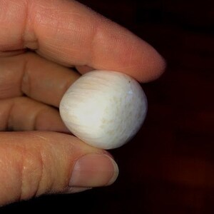 May include: A single, white mushroom with a slightly bumpy texture.