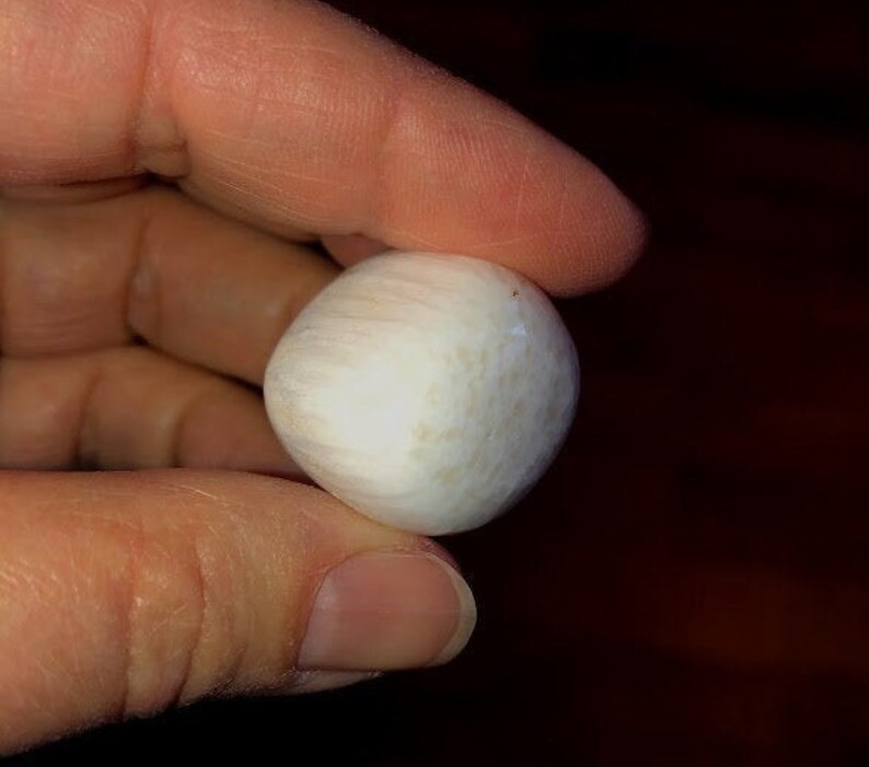 May include: A single, white mushroom with a slightly bumpy texture.