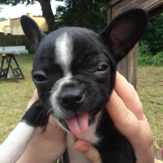 Cute Boston Terrier Puppy 4x6 Mini Print Dog Home Decor Bochi