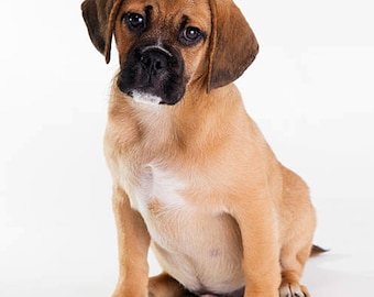Puggle Dog Breed Puggle Me Home Brady, A Fawn Male Puggle Puppy