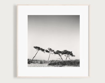 Fine Art Black and White Photography | Pine Trees France | French Art Print | Les Moutiers Seascape | French Coastline Photography Print