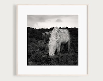 Connemara Ponies | Fine Art Print | Black and White Irish Landscape | Dublin Ireland