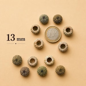 Könnte beinhalten: Eine Sammlung von zwölf kleinen, runden, texturierten Seeigelgehäusen in Braun- und Grüntönen, die zur Größenbestimmung um eine Ein-Euro-Münze angeordnet sind. Der Text 13 mm steht links und gibt die ungefähre Größe der Gehäuse an.