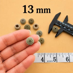 May include: A collection of small, round, green sea urchin shells with textured surfaces. One shell is held in the foreground, while others are scattered nearby. A black caliper measures one shell at 13 mm, alongside a white measuring tape.