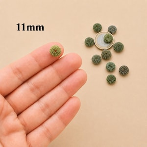 May include: A collection of small, round, green sea urchin shells with a textured, spiky surface. One shell is held up, while others are arranged near a coin for scale. The text 11mm is visible, indicating the size of these natural decorative items.