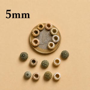 Mini Green Sea Urchins, Greek Shells, Tiny Fairy Garden Decor, DIY Jewelry Making