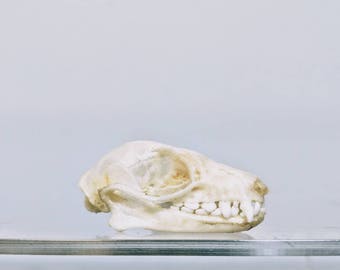 Bat Skull Dark Art Oddity Curio Java Bat Real Bat Skull Java Bat Skull Curiosities Bat Skull Skull Skull Bones Gothic Oddities