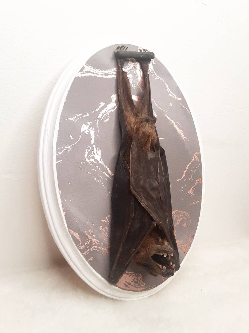 Taxidermy Bat Oddities Real Fruit Bat Taxidermy Etsy
