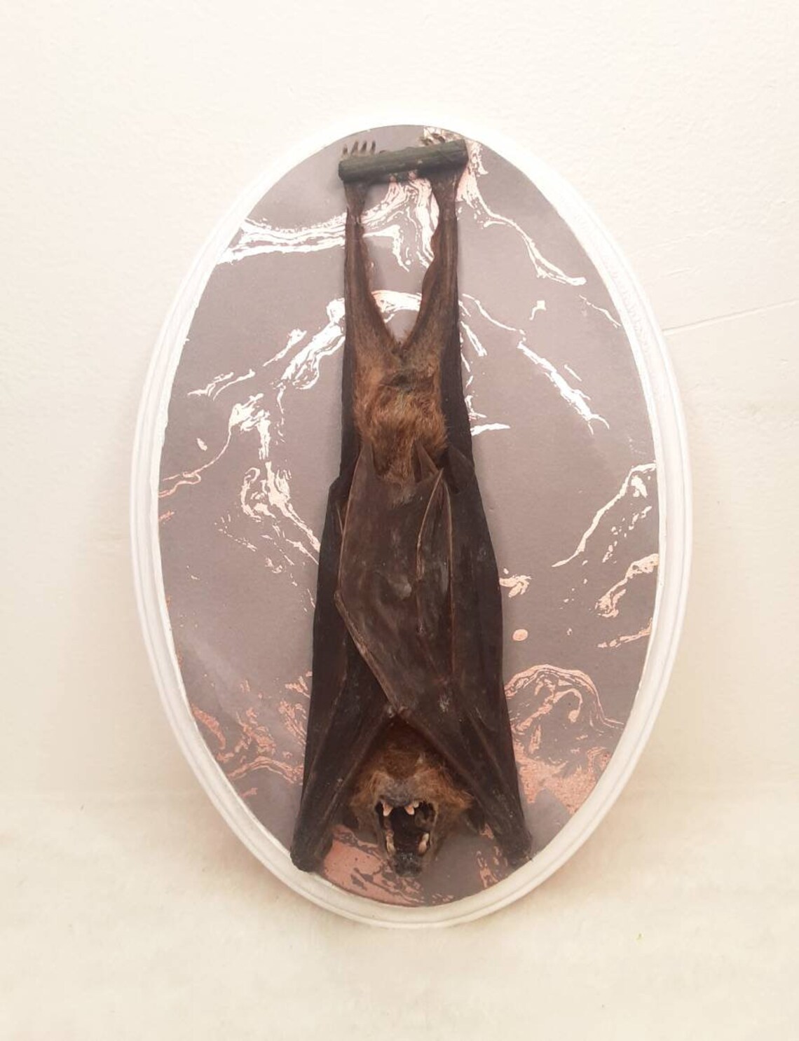 Taxidermy Bat Oddities Real Fruit Bat Taxidermy Etsy